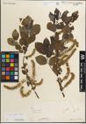 Foto von Salix myrsinifolia Salisb.